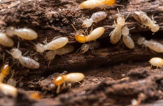 termite inspection martinsburg wv